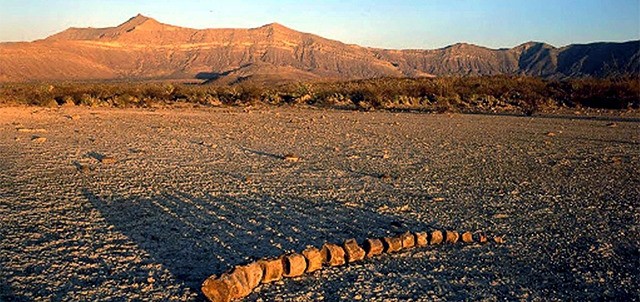 Museo Paleontológico de Rincón Colorado, Saltillo