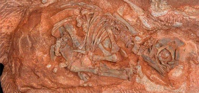 Museo de Paleontología, Ciudad Delicias