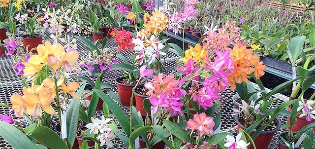 Orquídeas Río Verde, Temascaltepec