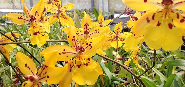 Orquídeas Río Verde, Temascaltepec