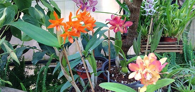 Orquídeas Río Verde, Temascaltepec