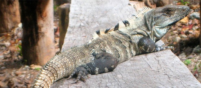 Jardín Botánico Dr. Alfredo Barrera Marín, Puerto Morelos