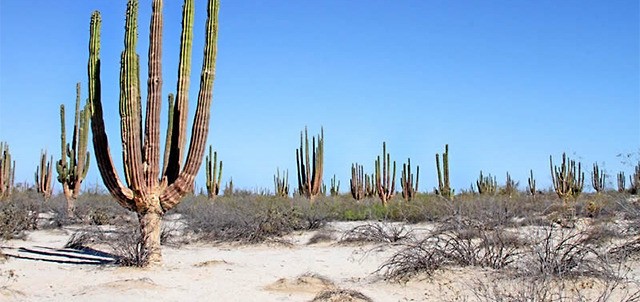 Valle de los Gigantes, San Felipe