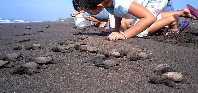 El Tortugario, Centro Ecológico de Cuyutlán, Cuyutlán