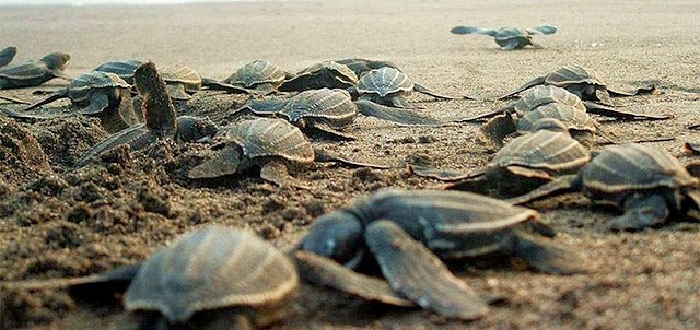 El Tortugario, Centro Ecológico de Cuyutlán, Cuyutlán
