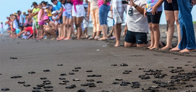El Tortugario, Centro Ecológico de Cuyutlán, Cuyutlán