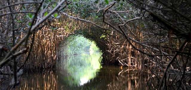 Estero Palo Verde, Cuyutlán