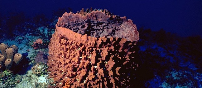 Parque Nacional Arrecifes de Cozumel, Cozumel
