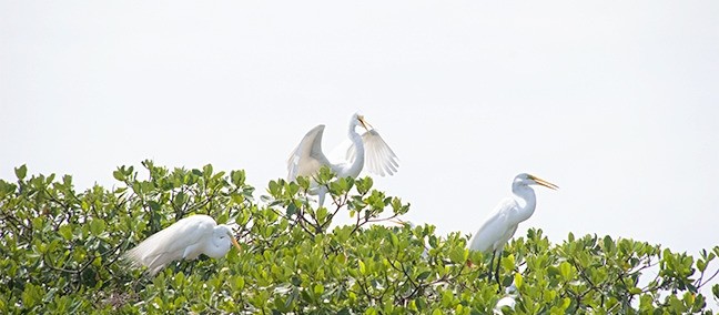La Mancha en Movimiento, Laguna Verde