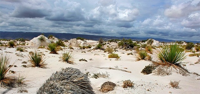 Dunas de Yeso, Cuatro Ciénegas
