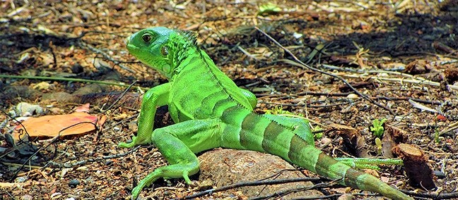 Iguanario, Juchitán de Zaragoza