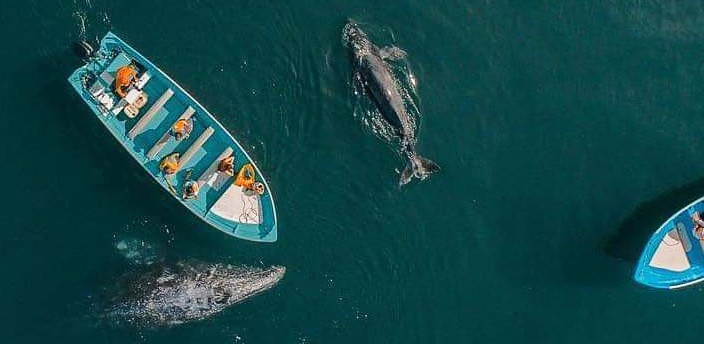 Avistamiento de Ballenas, Guerrero Negro