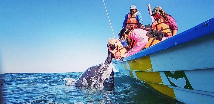 Avistamiento de Ballenas, Guerrero Negro