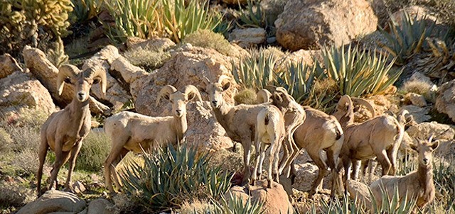 La Rumorosa, Tecate