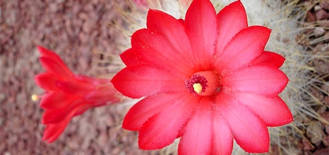 Vivero el Japonés, Tepatitlán