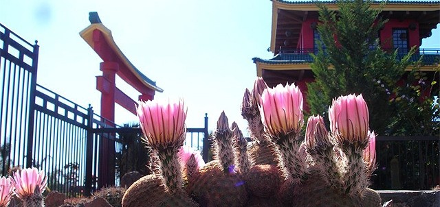 Vivero el Japonés, Tepatitlán