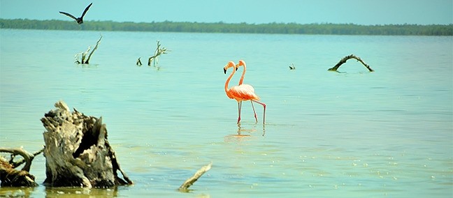 Isla Pájaros / Isla Morena, Holbox