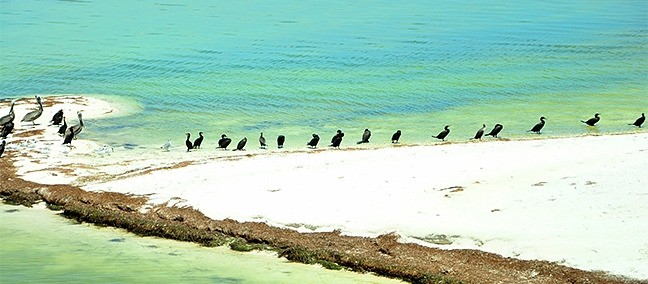 Isla Pájaros / Isla Morena, Holbox