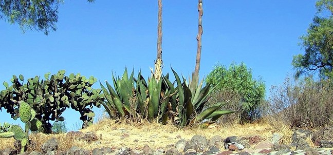 Jardín Botánico de Teotihuacán, Teotihuacán