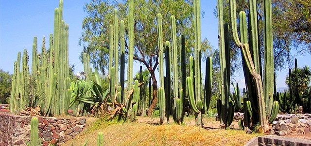 Jardín Botánico de Teotihuacán, Teotihuacán