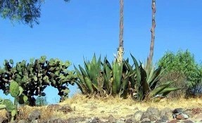 Jardín Botánico de Teotihuacán