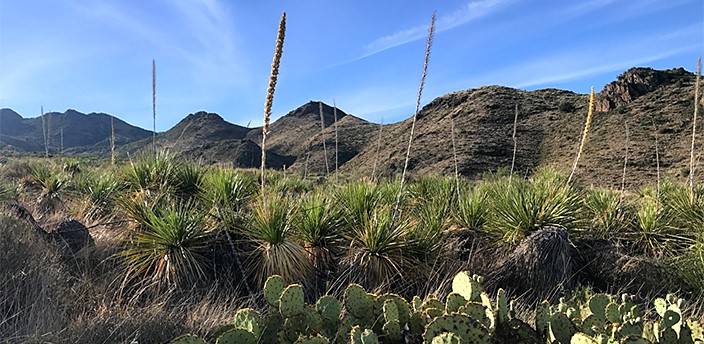 Hacienda de Chihuahua, Ciudad Delicias