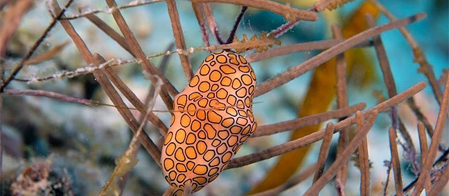 Parque Nacional Arrecife Alacranes, Progreso