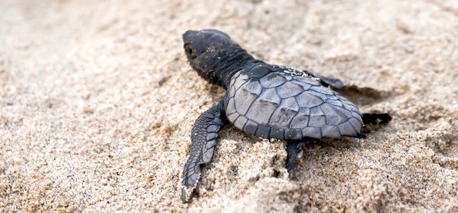 Liberación de Tortugas