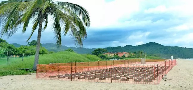 Liberación de Tortugas, San Francisco ( San Pancho )