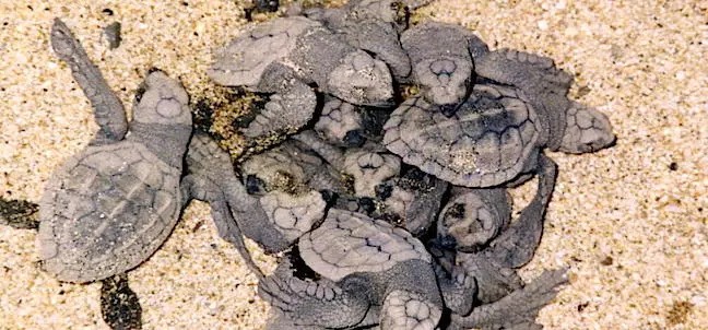 Liberación de Tortugas, San Francisco ( San Pancho )