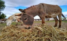 Burrolandia