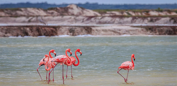 Las Coloradas, Tizimín