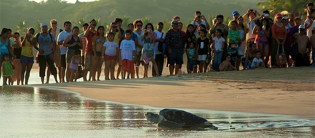 Centro Mexicano de la Tortuga, Mazunte