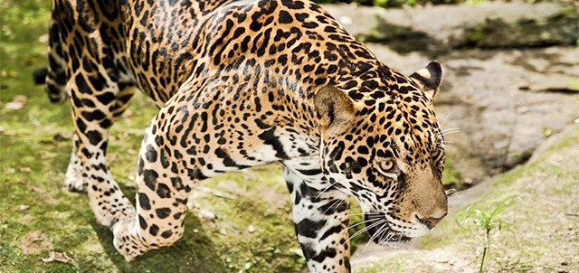 Zoofari, Cuernavaca