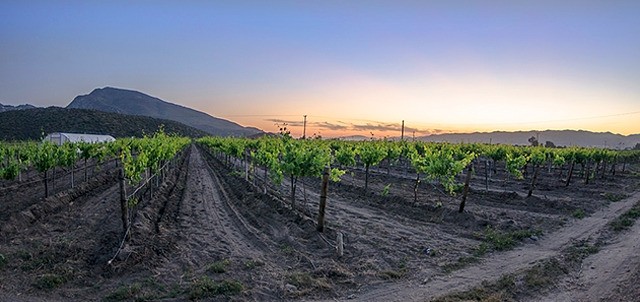 Ruta del Vino, Valle de Guadalupe