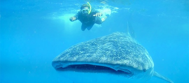Nado con Tiburón Ballena, Holbox