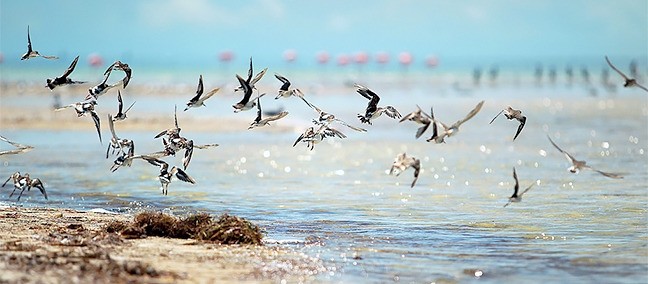 Parque Estatal Lagunas de Yalahau, Holbox